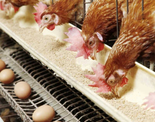 Кто знает, может быть – к нам попала курятина, вскормленная на импорте государства-агрессора?