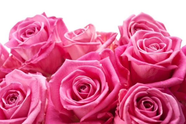 How Stem Thickness Affects the Lifespan of a Rose?