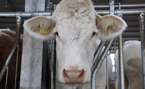 Scientists Uncover the Secret of the Frost Resistance of Yakut Cows at Temperatures Down to Minus 60 ℃