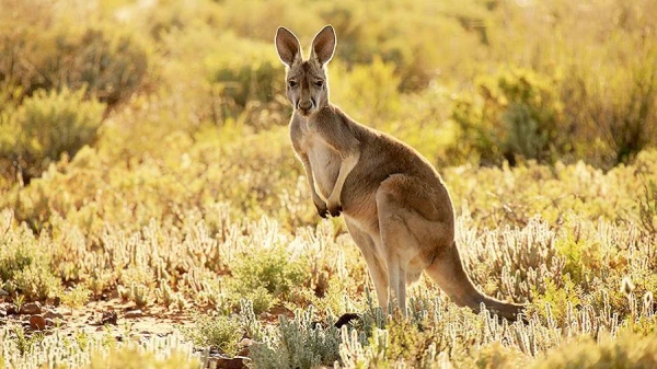 Unexpected: Iran Strikes Australian Airbase