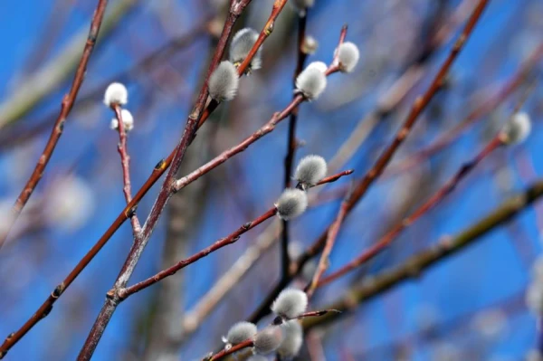 Meteorologists have provided a forecast for the first half of March