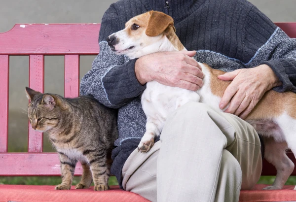 Calculation or Empathy: Scientists Found Out Which Pets Are Ready to Help Their Owners