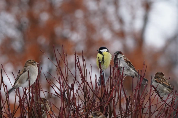 Meteorologists provided a weather forecast for the near future in Latvia