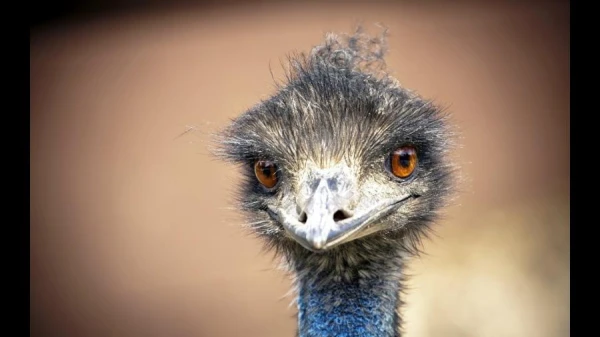 Myth or Reality: Why Do Ostriches Bury Their Heads in the Sand?