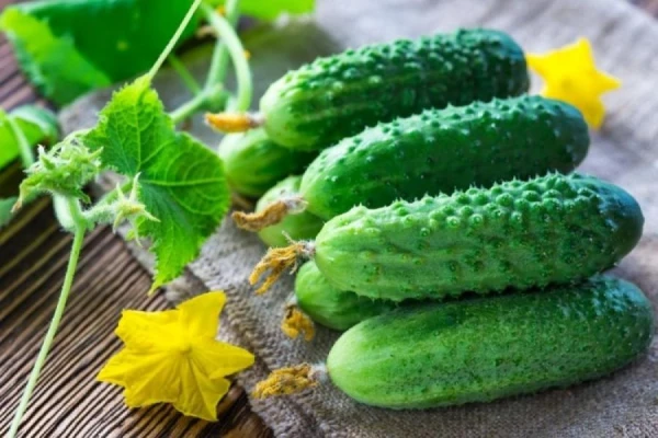 Why Are Some Garden Cucumbers Bitter?