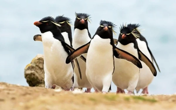 Why do penguins steal chicks from others?