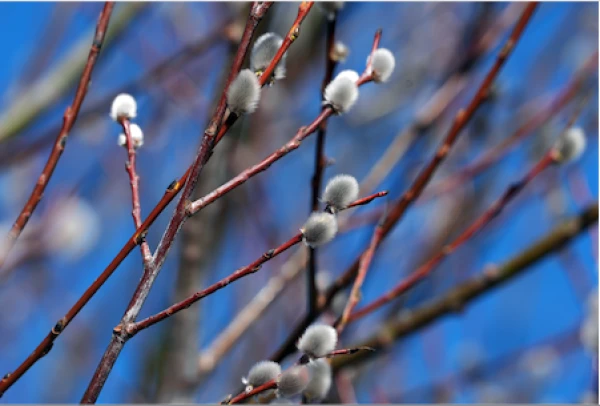 The forecasters provided the weather forecast for Thursday in Latvia