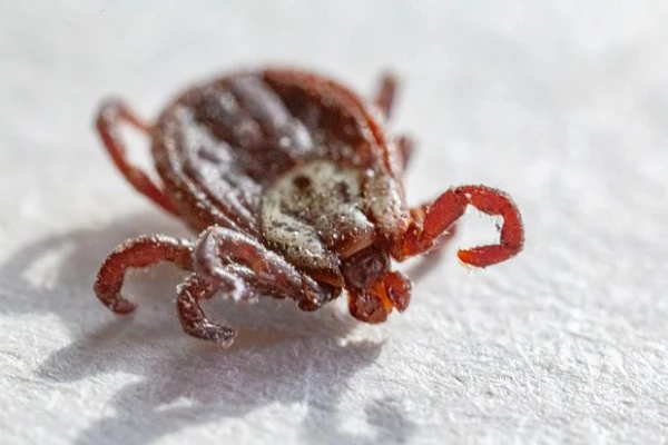 Ways to Protect Yourself from Ticks Named