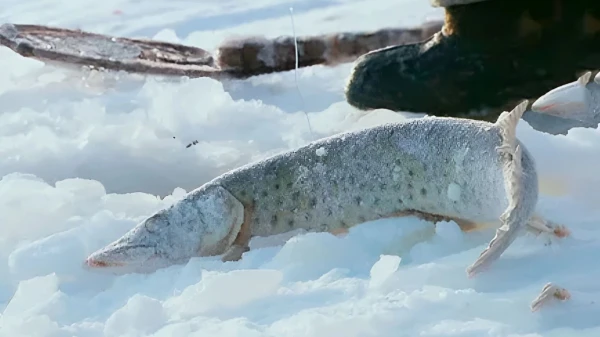 Is the fish fatter there? A fisherman from Latvia was 'caught' on Lake Pskov