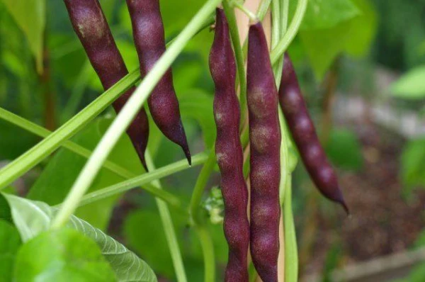 How to Properly Choose Predecessor Plants for Vegetable Crops?