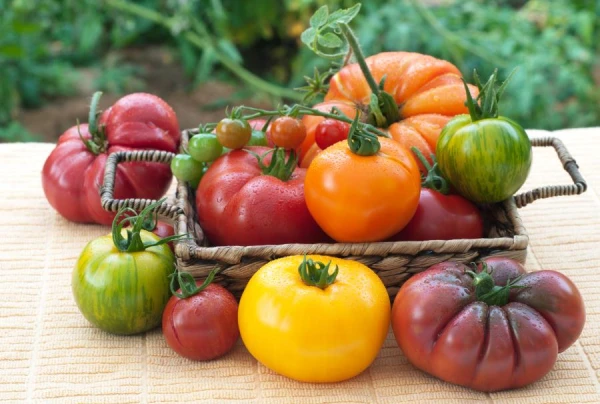 Why It Is Not Recommended to Store Tomatoes in the Refrigerator?