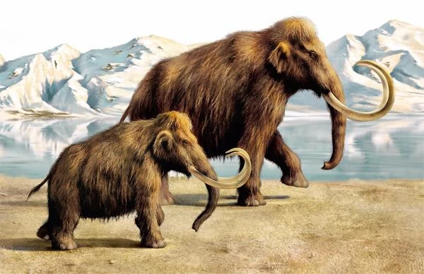 Why Should We 'Resurrect' the Mammoth?