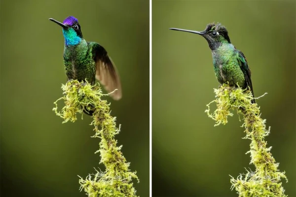Can hummingbirds change the color of their feathers?