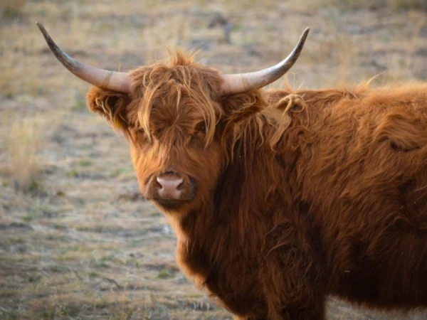 Eight Tibetan Cows Cloned for the First Time in China