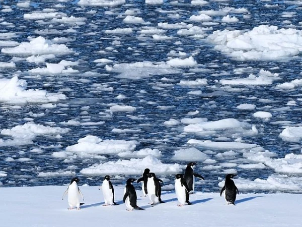 Ice Research: 77% of Antarctica Remains Stable Over 30 Years