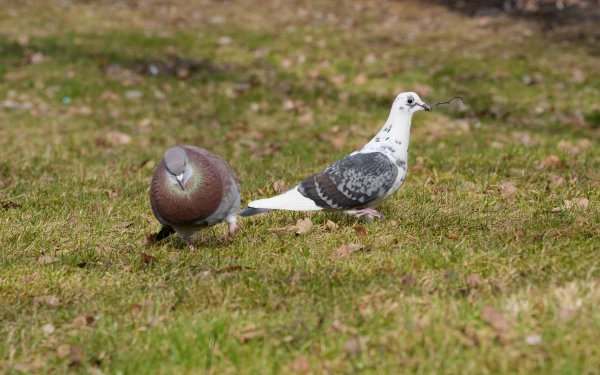 Meteorologists Clarified the Weather Forecast for the Week in Latvia