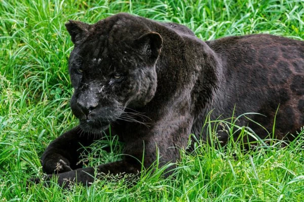 What Color Is a Panther Really?
