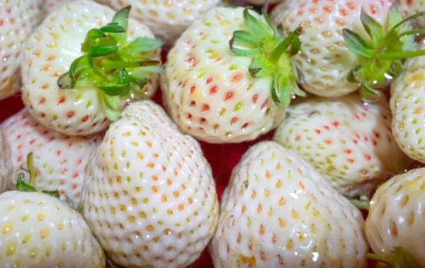 White Strawberry: What Is This Berry and Why You Should Try It