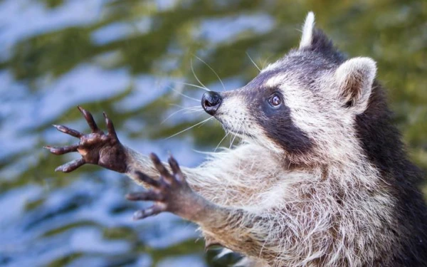 Furry "Laundry Workers": Why Raccoons Love to Wash Their Food