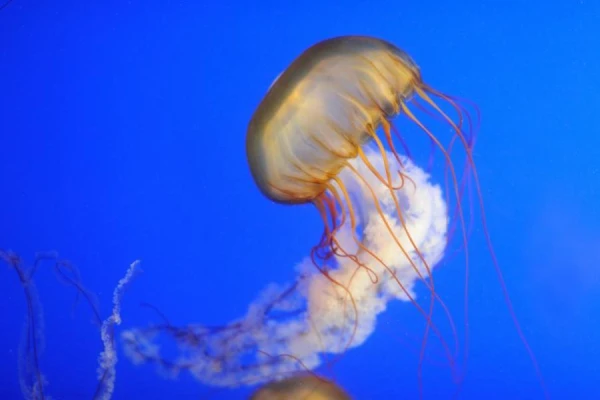 What is the largest jellyfish in the world?