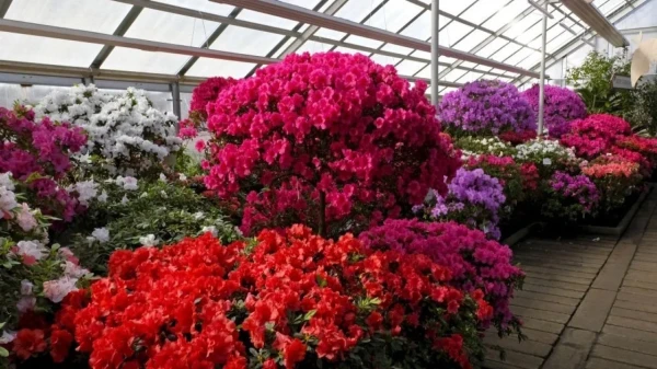 Amazingly 140 Varieties! Azaleas Blooming at the Botanical Garden of Riga