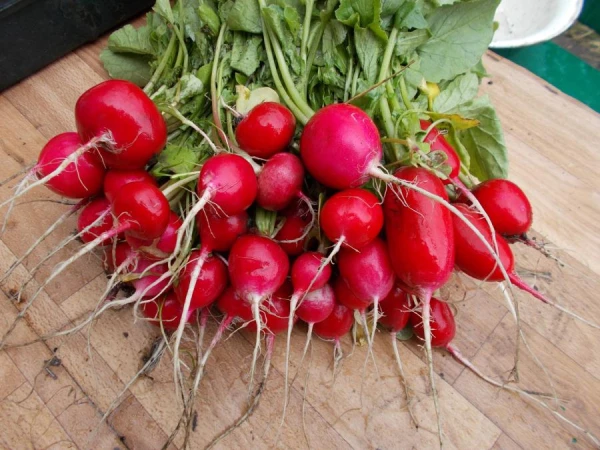 The nutritionist explained how to choose radishes correctly