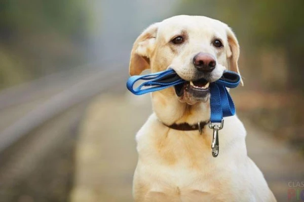 Can dogs detect Parkinson's disease by smell?