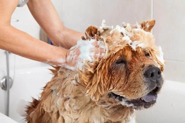 Can human shampoo be used to wash pets?