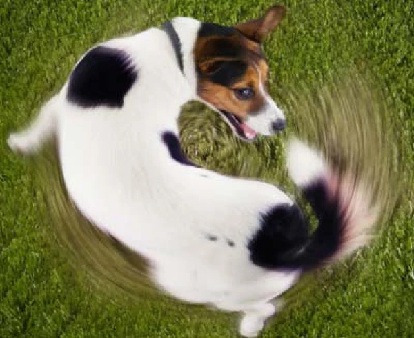 What Does Tail Wagging Mean in Dogs?