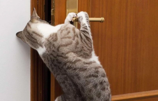 Why Cats Can Sense When Their Owner Is Coming Home: Expert Explanation