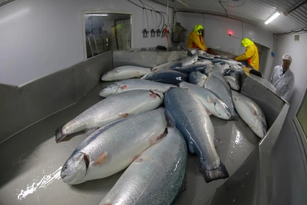 Analysts Predict Doubling of the Global Salmon Market Volume