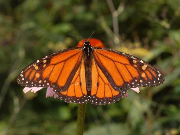 How Road Salt Affects Butterfly Development