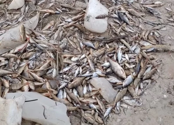 Residents Concerned About Mass Fish Deaths in Lake Kaniēris. Why Is This Happening?