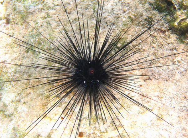 На такого жителя лучше не наступать.