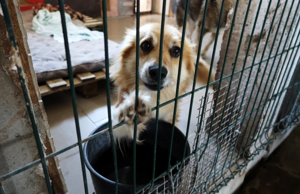 A Dog Can Bite: Hunters in Latvia Reluctantly Kill Pets