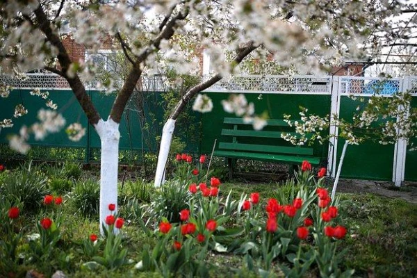Dacha Owners Called to Treat Trees with Chalk and Paste