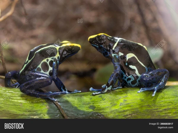 Why does a calmly sitting frog's throat vibrate?