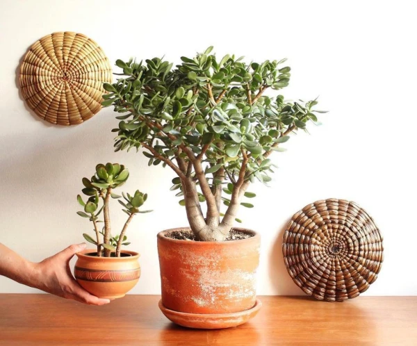 Money Tree: What Beneficial Properties Are Attributed to This Popular Houseplant