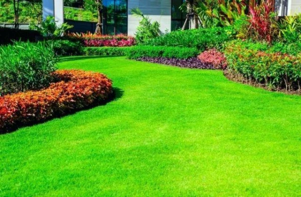 What grasses are best suited for lawns?