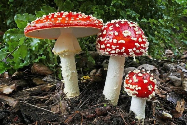 Dangerous Treatment: Man Poisoned by Amanita Tincture