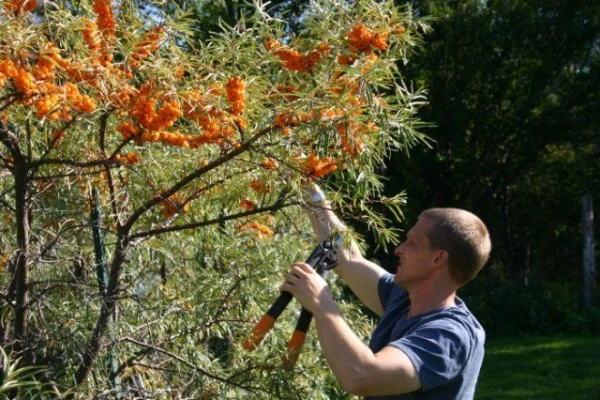 Why is Sea Buckthorn Not Flowering in the Garden?