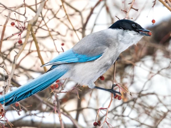 Blue Jays Assist Their Unfortunate Kin