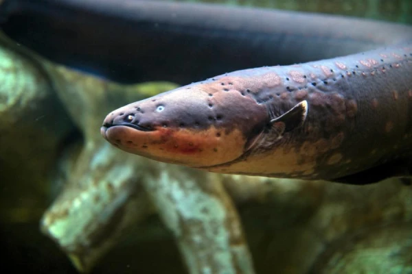 Electric eel controls its prey from a distance