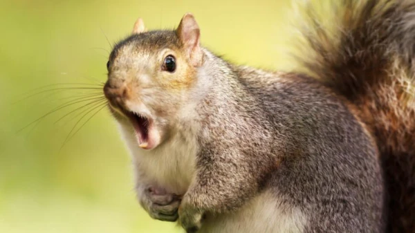 How does a squirrel gnaw nuts?