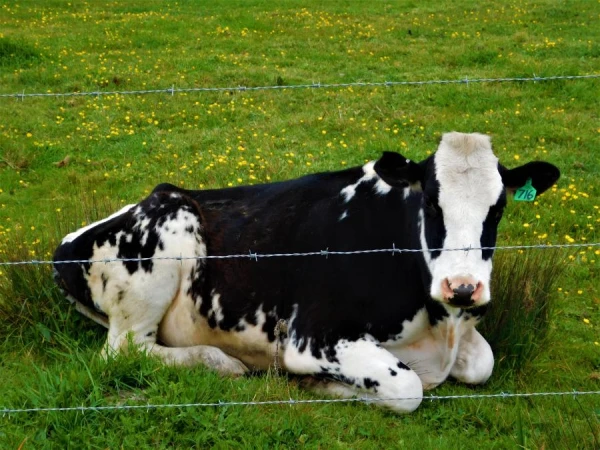 Sleepy Cows Produce Milk with a Calming Effect