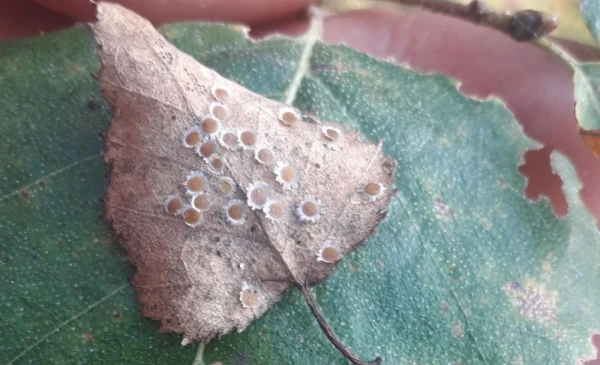 Фото: facebook.com/Dabasdati.lv