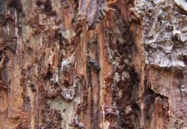 Thousands of Hectares of Forest Cut Down in the Fight Against Bark Beetles