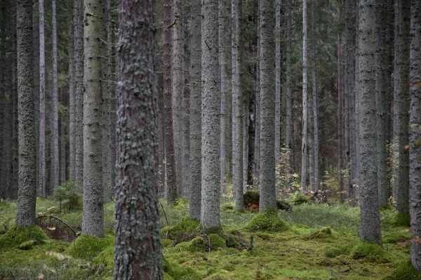 The greatest damage to Latvian forests last year was caused by pests