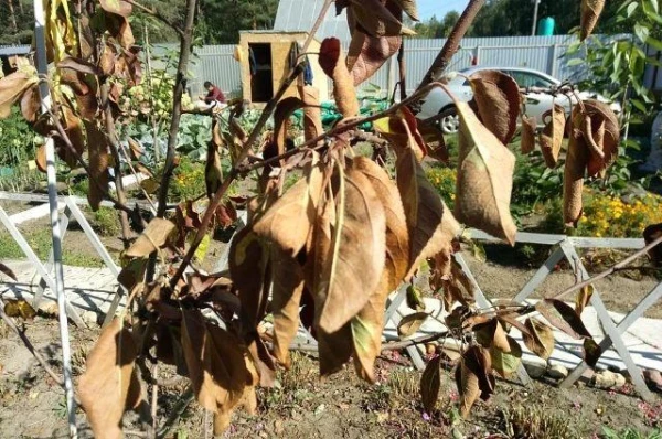 Why does the apple tree start to dry out?