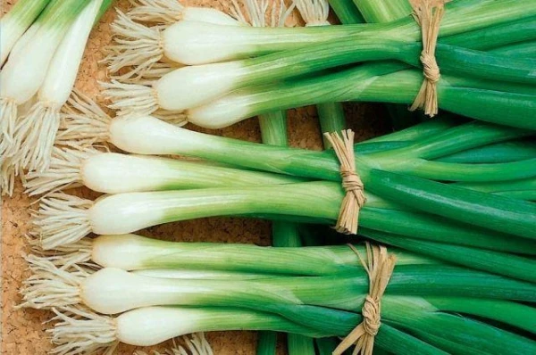 When is the best time to plant bunching onions?